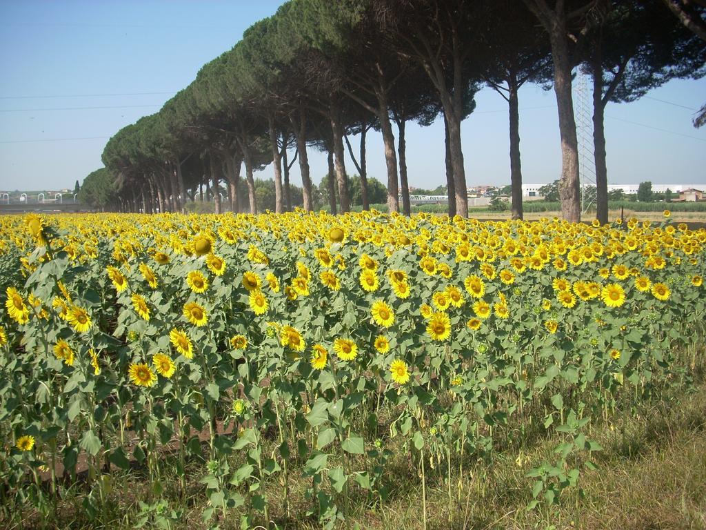 Agriturismo Pantano Borghese Monte Compatri ห้อง รูปภาพ